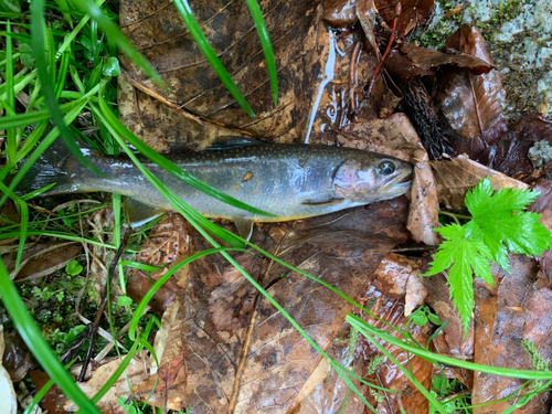 イワナの釣果