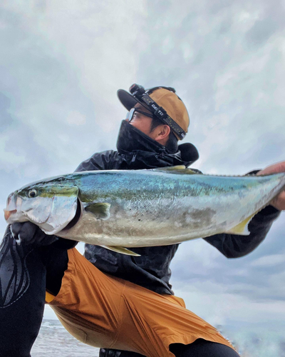 ワラサの釣果