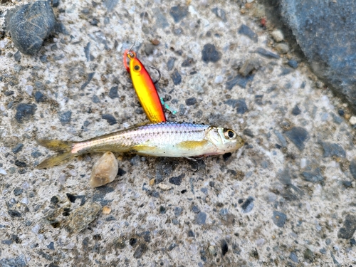 カワムツの釣果