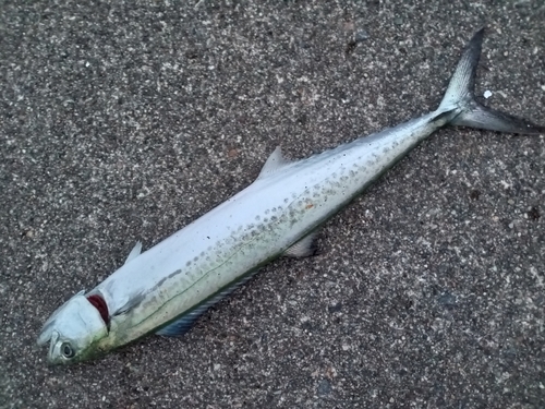 サゴシの釣果