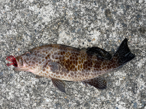 オオモンハタの釣果