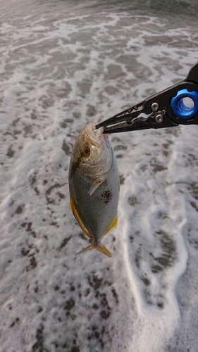 ショゴの釣果