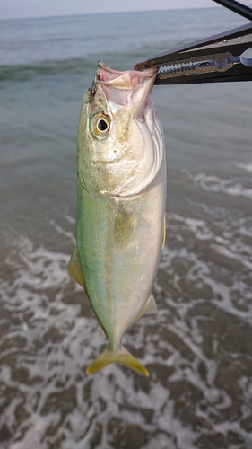 ワカシの釣果