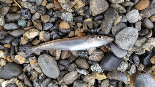 シロギスの釣果