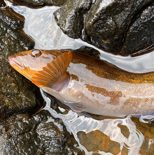 アイナメの釣果