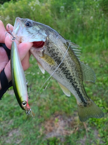 ラージマウスバスの釣果