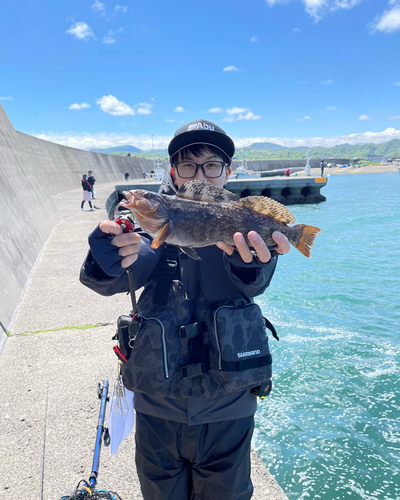 アイナメの釣果