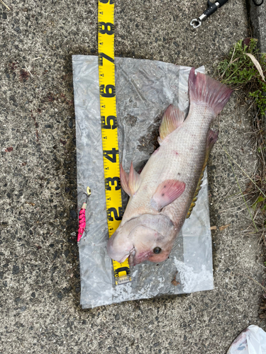 コブダイの釣果