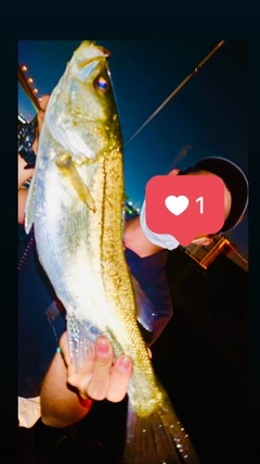 シーバスの釣果