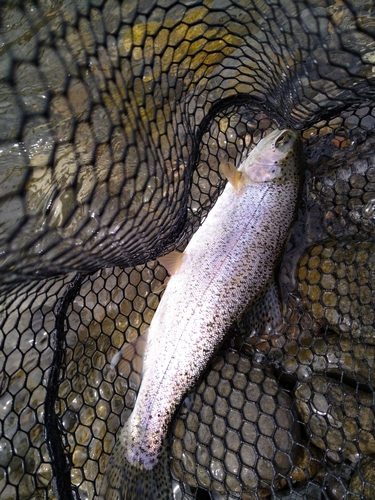 ニジマスの釣果