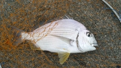 ヘダイの釣果