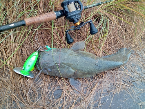 ナマズの釣果