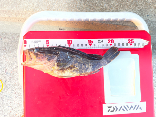 タケノコメバルの釣果