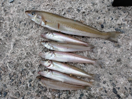 キスの釣果