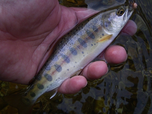 ヤマメの釣果