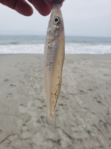 キスの釣果