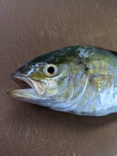 ショゴの釣果