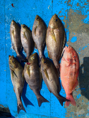 イサキの釣果