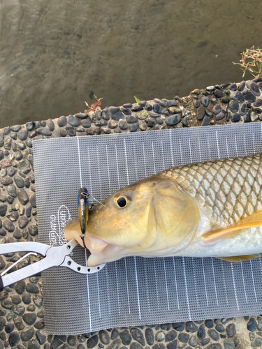 ニゴイの釣果