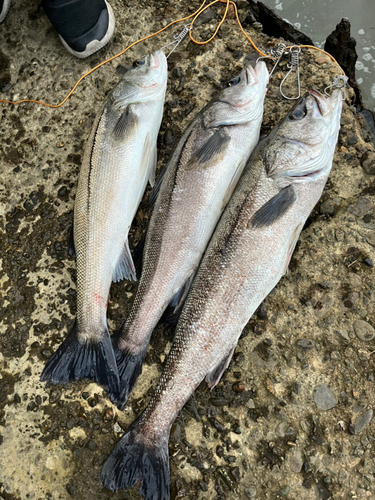 シーバスの釣果