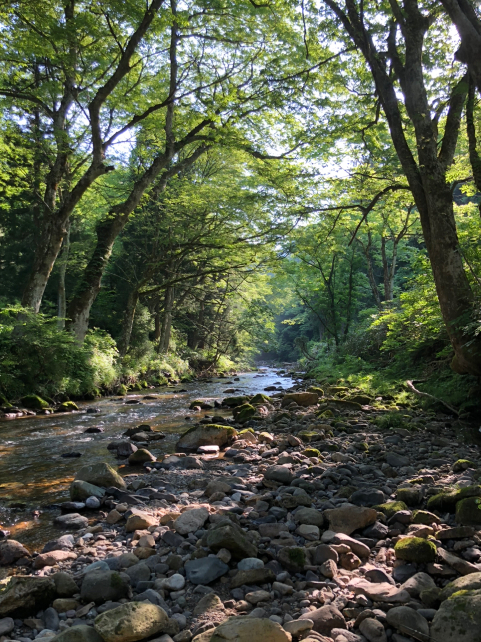 イワナ