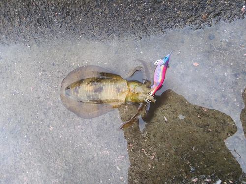 アオリイカの釣果