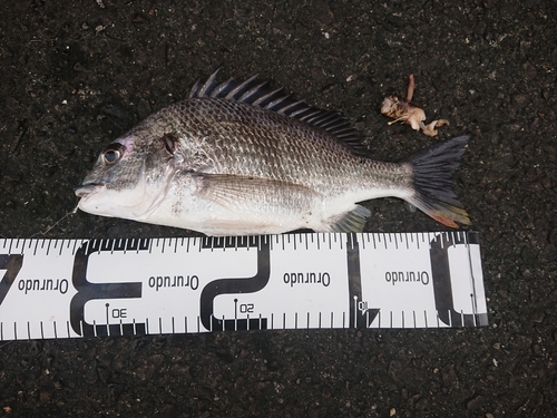 クロダイの釣果