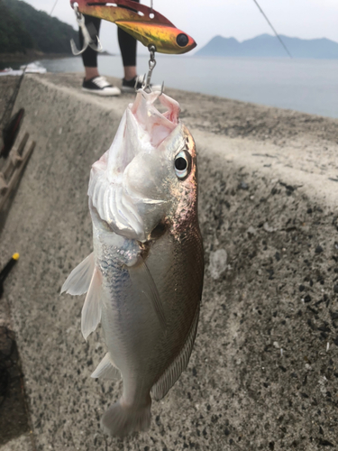 シログチの釣果