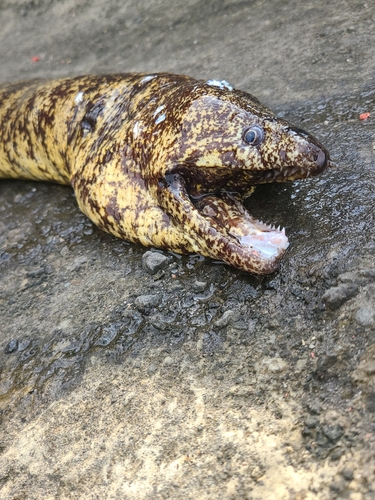 ウツボの釣果