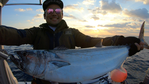 ハガツオの釣果