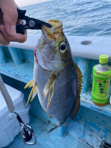 イサキの釣果