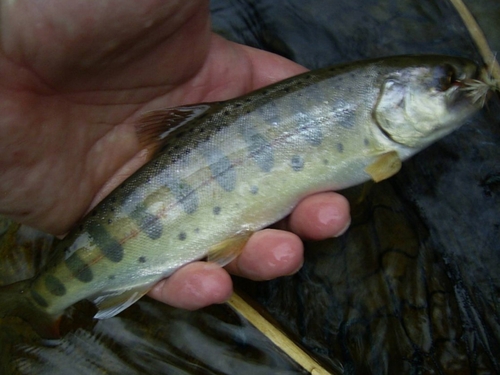 ヤマメの釣果