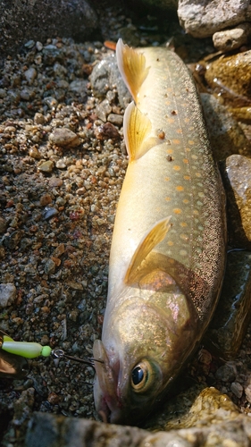 イワナの釣果