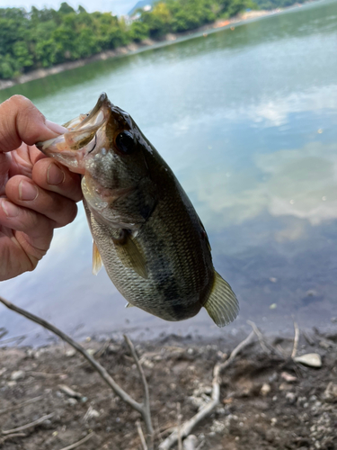 ラージマウスバスの釣果