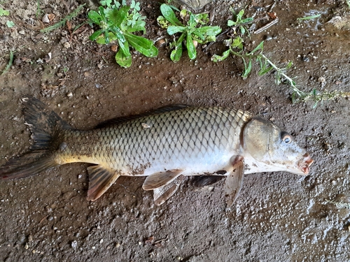 コイの釣果