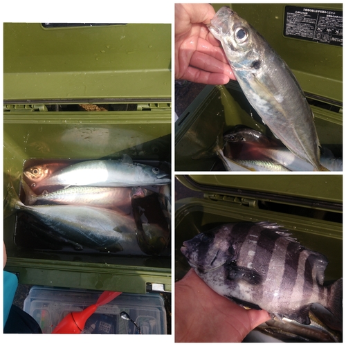 マアジの釣果