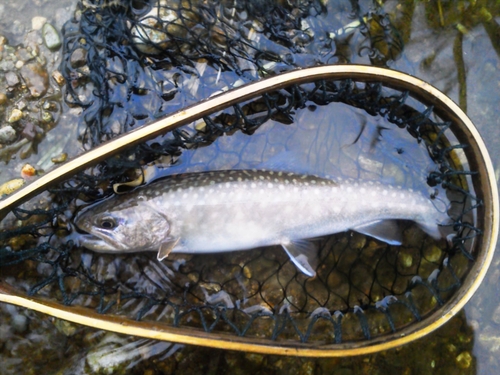 イワナの釣果