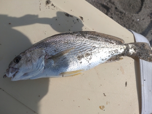 ニベの釣果