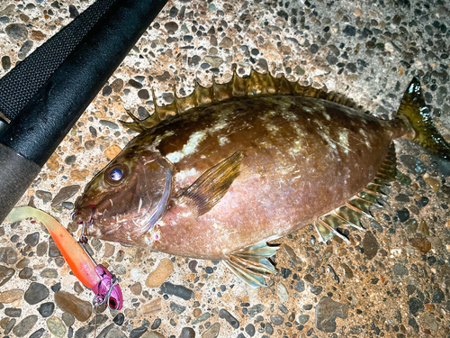 アイゴの釣果