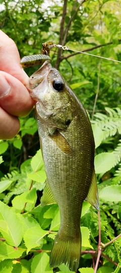 ブラックバスの釣果