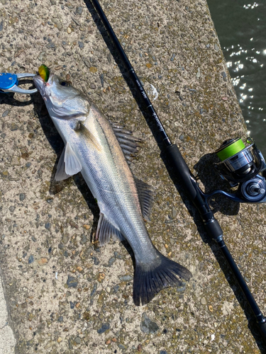 シーバスの釣果