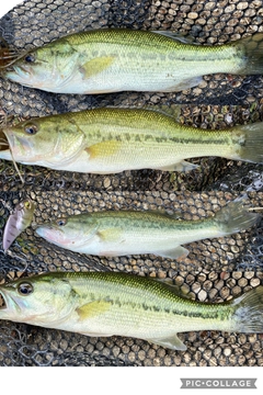 ブラックバスの釣果