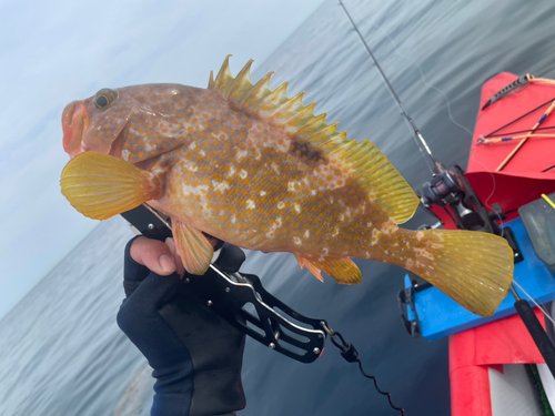 アコウの釣果