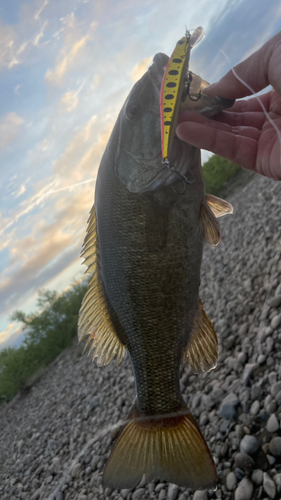 スモールマウスバスの釣果