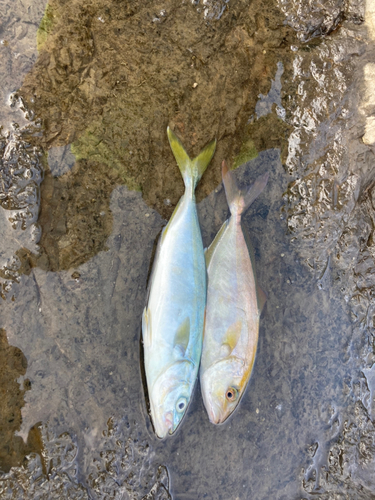 ワカシの釣果