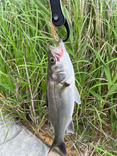 セイゴ（マルスズキ）の釣果