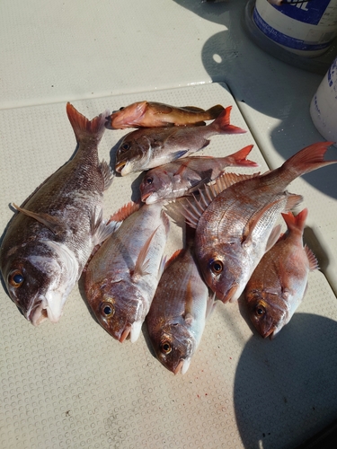 マダイの釣果