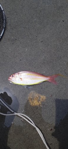 イトヨリダイの釣果