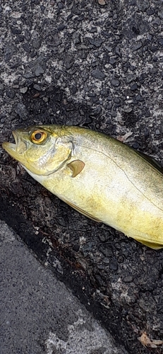 ショゴの釣果