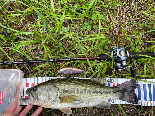 ブラックバスの釣果